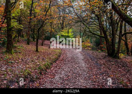 Un sentiero si snoda attraverso un bosco autunnale. Foto Stock