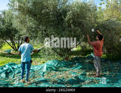 Uomini che raccolgono olive a Paphos, Cipro. Foto Stock