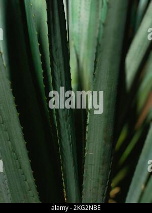 Primo piano verticale di una pianta di agave con foglie spesse, strette, lunghe, verdi succulente con bordo prickly Foto Stock