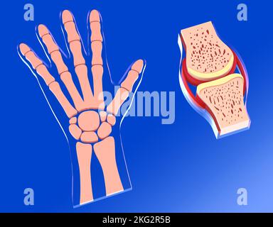 3D illustrazione dell'articolazione sinoviale accanto alla mano e alle sue ossa. Rappresentazione grafica di ossa e cartilagine su sfondo blu a gradiente. Foto Stock