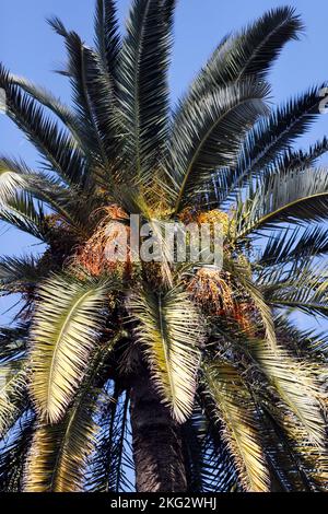 Grappoli di datteri maturi che crescono su albero di palma di data. Spagna. Foto Stock