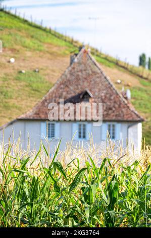 Un colpo verticale di capanna in legno sfocato circondato da vere piante di cereali di riso Foto Stock