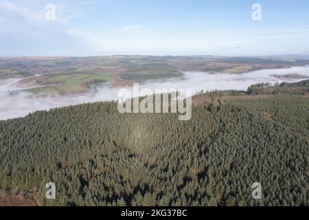 Veduta aerea della silvicoltura di conifere Sitka e inversione di temperatura nella valle di Cothi, Carmarthenshire, Galles, Regno Unito. Le conifere verdi dense Foto Stock