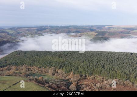 Veduta aerea della silvicoltura di conifere Sitka e inversione di temperatura nella valle di Cothi, Carmarthenshire, Galles, Regno Unito. Le conifere verdi dense Foto Stock