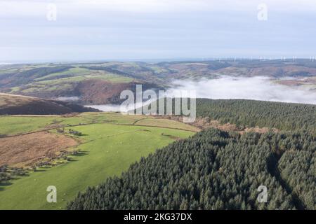 Veduta aerea della silvicoltura di conifere Sitka e inversione di temperatura nella valle di Cothi, Carmarthenshire, Galles, Regno Unito. Le conifere verdi dense Foto Stock