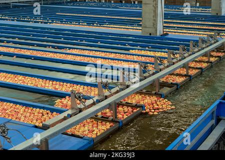 Linee di pre-ordinamento Apple con flusso di mele attraverso i profumi di Apple. Apple ricezione e lavorazione in grande Fruit Packing House struttura precedente Distretto Foto Stock