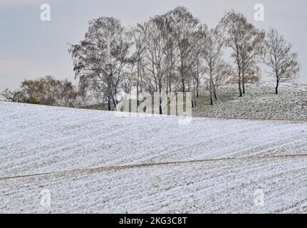 20 novembre 2022, Brandeburgo, Libbenichen: Sulle colline ai margini dell'Oderbruch si trova una piccola neve. Foto: Patrick Pleul/dpa Foto Stock