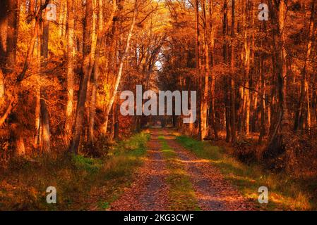 Strada vuota nella foresta autunnale Foto Stock