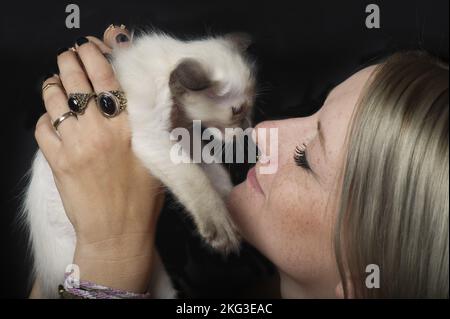 Cucciolo di Balinese Foto Stock