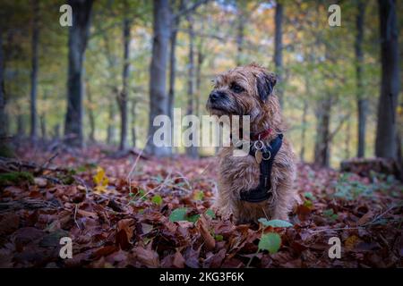Border Terrier cane pazientemente seduto in boschi autunnali e circondato da tutti i colori dell'autunno. Foto Stock