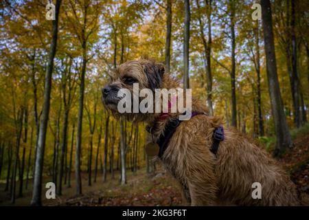 Border Terrier cane pazientemente seduto in boschi autunnali e circondato da tutti i colori dell'autunno. Foto Stock