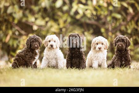 Cuccioli di Labradoodle Foto Stock