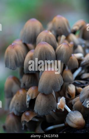 Coprinellus micaceus è una specie comune di fungo della famiglia delle Psathyrellaceae. In genere crescono in cluster sopra o vicino al marciume Foto Stock