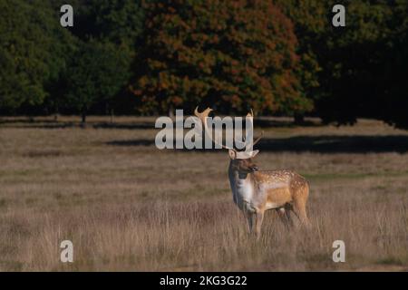 Capriolo matto al Petworth Park nel Sussex occidentale durante l'autunno. Foto Stock