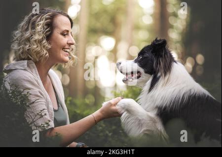 Maschio bordo Collie Foto Stock