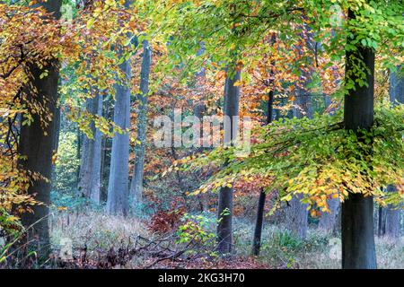 Faggio in una giornata di nebbia in autunno Foto Stock