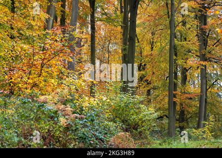 Faggio nel tempo autunnale Foto Stock