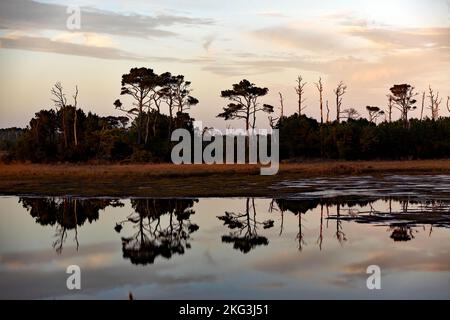 Vista da una sezione del giro della fauna selvatica, nel Chincoteague National Wildlife Refuge a Dusk, Virginia, USA Foto Stock