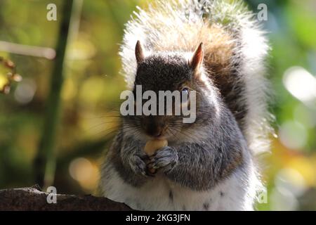 Un selvaggio scoiattolo grigio caccia e foraggio della foresta. Lo scoiattolo tiene e mangia un dado che è afferrato tra le sue griffe. Foto Stock