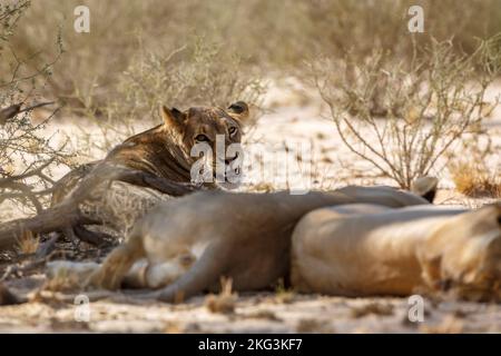 Leonessa africana che riposa e guarda il cameraj nel parco di Kgalagadi, Sudafrica; famiglia di felidae di specie panthera leo Foto Stock