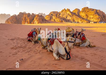 Cammelli in attesa di cavalieri per un trekking serale a Wadi Rum Jordan Foto Stock