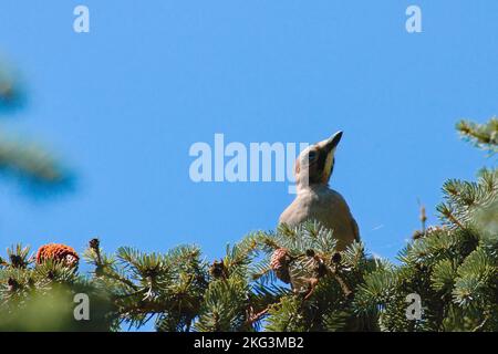 Un picchio su un pino contro il cielo blu Foto Stock