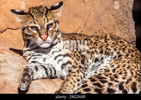 Un ritratto di Ocelot Foto Stock