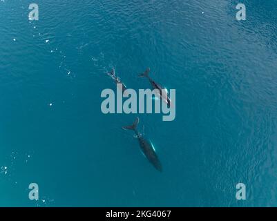 Megattere di famiglia vicino iceberg da vista aerea Foto Stock