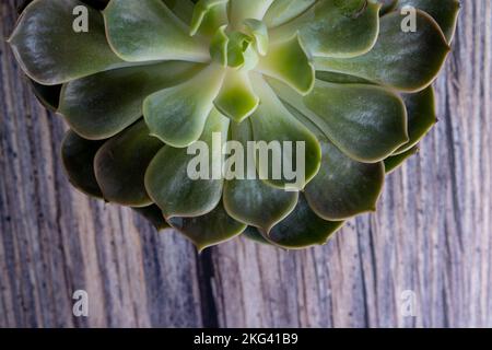 Particolare della pianta di cactus in vaso. Pianta succulenta in pentola su tavola. Foto Stock