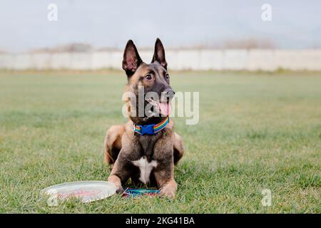 Cane cattura disco volante in salto, animale domestico giocare all'aperto in un parco. evento sportivo, realizzazione sportiva Foto Stock