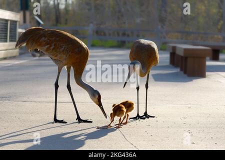 Un bel colpo di due comuni gru adulte che si piegano sui loro piccoli uccelli Foto Stock