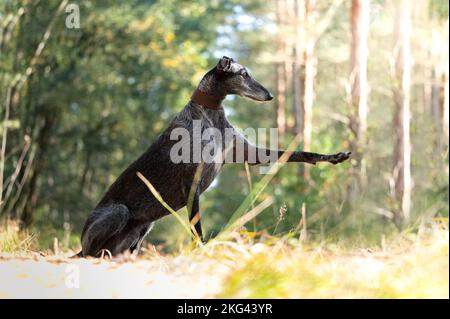 Un cane Galgo Espanol in una foresta in una giornata di sole Foto Stock
