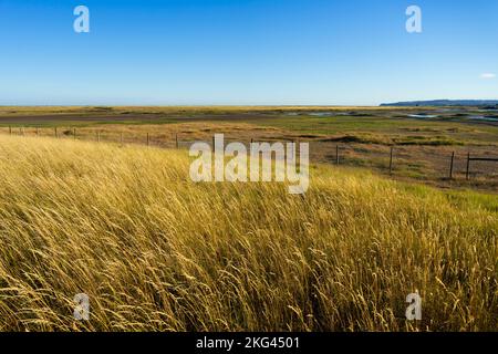 Riserva naturale di Rye Harbour zone umide e paesaggio di salpaludi Rye Harbour Rye Sussex Inghilterra Regno Unito GB Europa Foto Stock