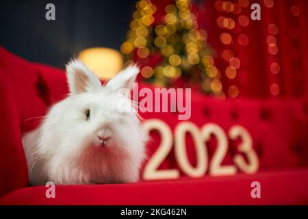 Vista frontale del coniglio bianco e vellutato seduto su un divano rosso in velluto. Simbolo del nuovo anno 2023 guardando la macchina fotografica, avendo photoshoot in studio decorato. Concetto di Capodanno e natale. Foto Stock