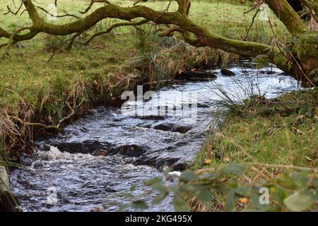 Ffynnon Gybi, ruscello di St Cybi in autunno, Llyn Peninsular, Galles del Nord Foto Stock