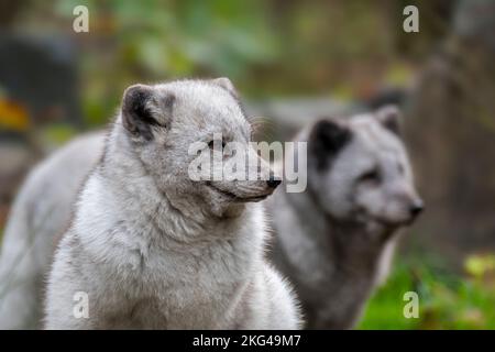 Due volpi artiche / volpe bianca / volpe polare / volpe da neve (Vulpes lagopus / Alopex lagopus) che mostra il suo spesso mantello invernale in autunno / autunno Foto Stock