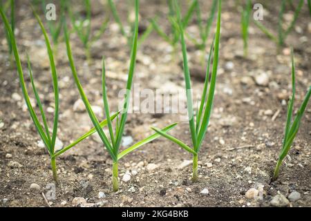 Una cipolla (Allium cepa), nota anche come cipolla bulbo o cipolla comune, è una verdura che è la specie più coltivata del genere Allium. Foto Stock