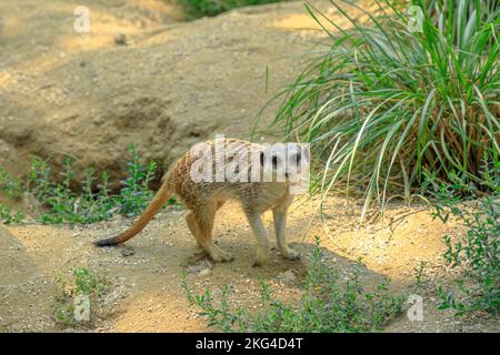 primo piano di un suricato scouting del territorio. Suricata suricatta specie della famiglia delle Mongoose Herpestidae. Vive nel deserto del Botswana Kalahari, Namib Foto Stock