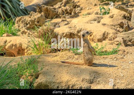 Meerkat o territorio di scouting suricato. Suricata suricatta specie della famiglia delle Mongoose Herpestidae. Vivere nel deserto del Botswana Kalahari, deserto del Namib Foto Stock