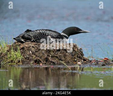 Loon comune nidificare e proteggere il nido presso la riva del lago nel suo ambiente e habitat con uno sfondo sfocato. Immagine di Loon Nest. Loon sul lago. Foto Stock