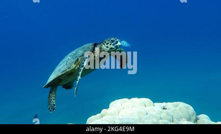 Tartaruga di mare di Hawksbill (specie CR) tartaruga di Hawksbill - Eretmochelys imbricata. Foto Stock