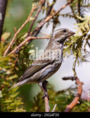 Song Sparrow arroccato su un ramo di conifere con uno sfondo sfocato nel suo ambiente e habitat circostante, che mostra piumaggio di piume marrone. Lato Foto Stock