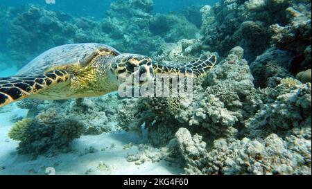 Tartaruga di mare di Hawksbill (specie CR) tartaruga di Hawksbill - Eretmochelys imbricata. Foto Stock