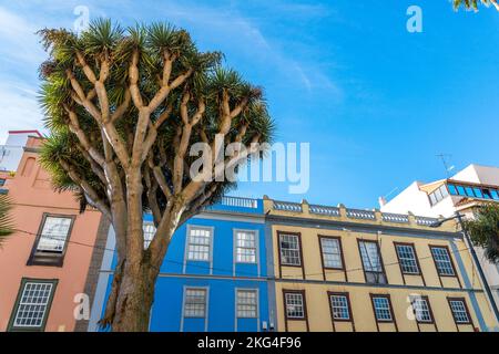 Dracaena draco, il drago delle isole Canarie, o drago, è un albero subtropicale del genere Dracaena, originario delle isole Canarie. Foto Stock