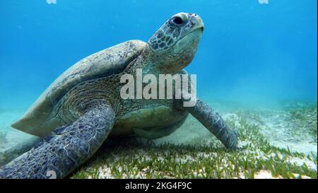 Grande tartaruga verde sulle scogliere del Mar Rosso. Le tartarughe verdi sono le più grandi di tutte le tartarughe marine. Un adulto tipico è lungo da 3 a 4 piedi. Foto Stock