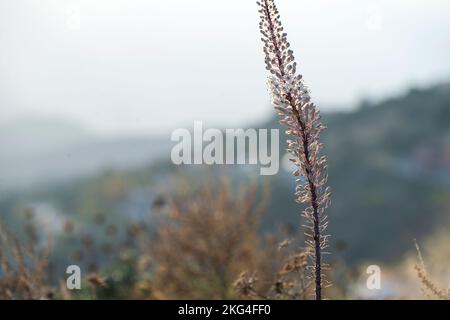 La pianta di mare (Drimia maritima) è una specie di pianta fiorita della famiglia delle Asparagaceae, sottofamiglia delle Scilloideae. Foto Stock