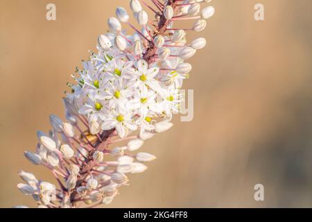 La pianta di mare (Drimia maritima) è una specie di pianta fiorita della famiglia delle Asparagaceae, sottofamiglia delle Scilloideae. Foto Stock