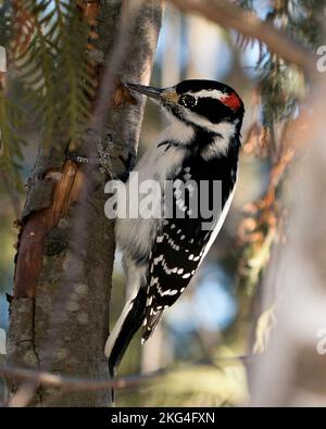 Vista ravvicinata del profilo Woodpecker appollaiato che mostra piumaggio di piume nel suo ambiente e habitat nella foresta con uno sfondo sfocato. Immagine. Foto Stock