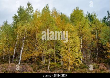 Alberi di betulla nel Cairngorms National Park in Scozia Foto Stock