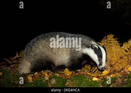 Badger, nome scientifico: Meles Meles. Primo piano di un tasso selvatico che si foraggia in foglie d'autunno dorate e che si affaccia direttamente nel bosco naturale habitat. . Nig Foto Stock